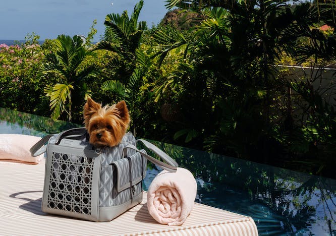 summer handbag bag dog canine pet mammal tree plant couch