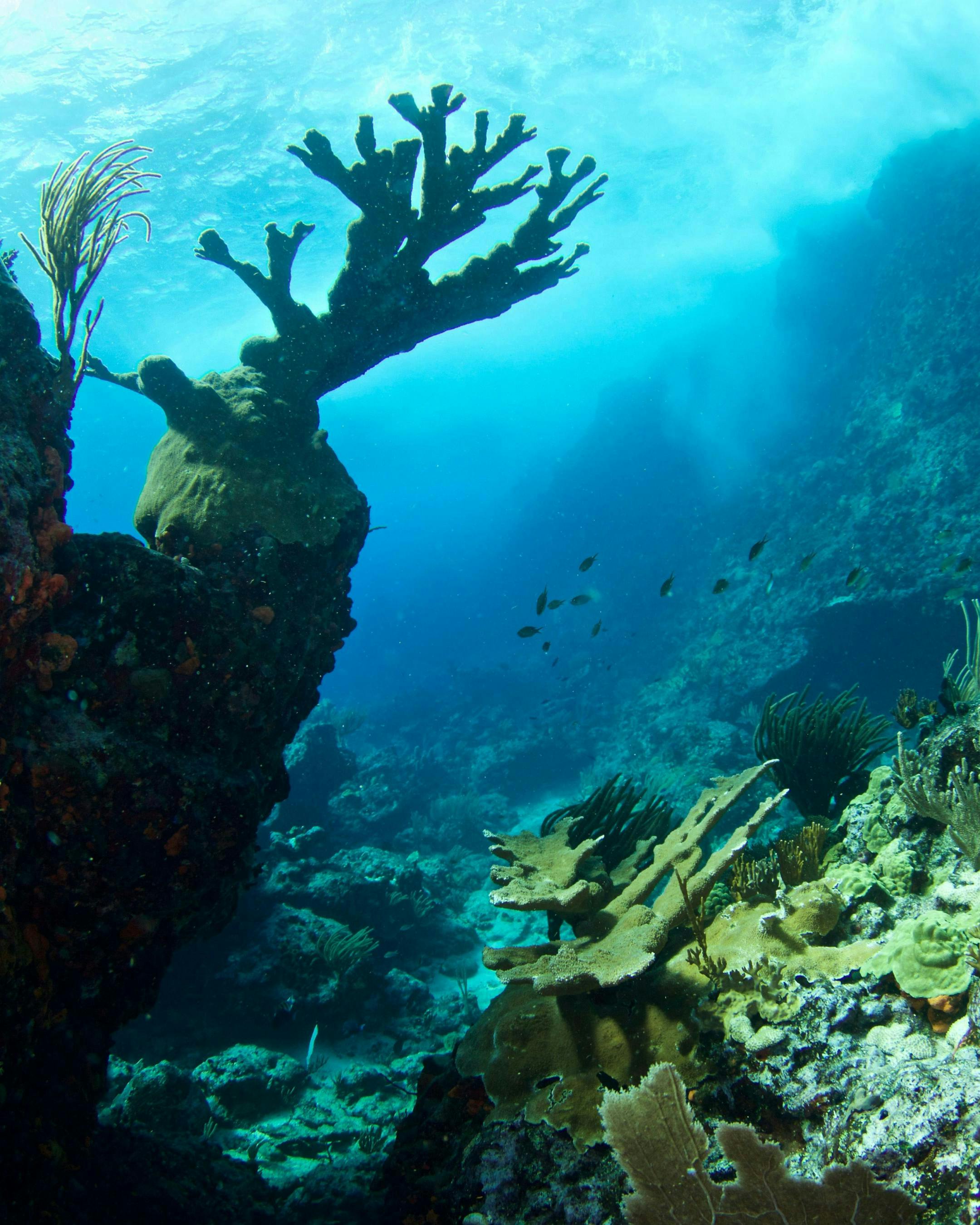 nature outdoors water aquatic reef sea sea life coral reef underwater fish